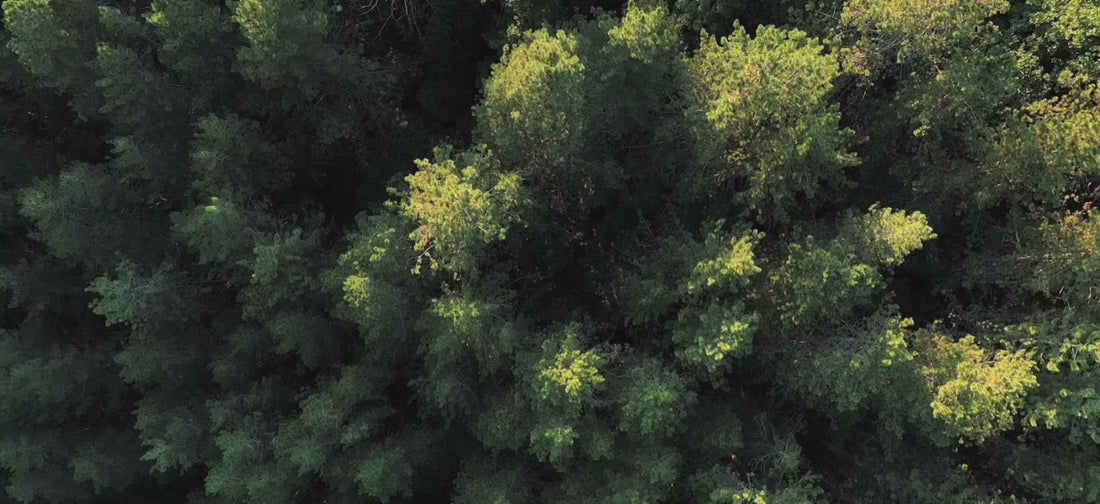 Scenic forest landscape perfect for hiking and camping.